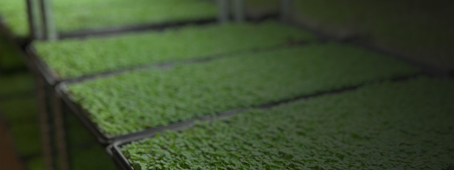 Microgreens Sales Academy