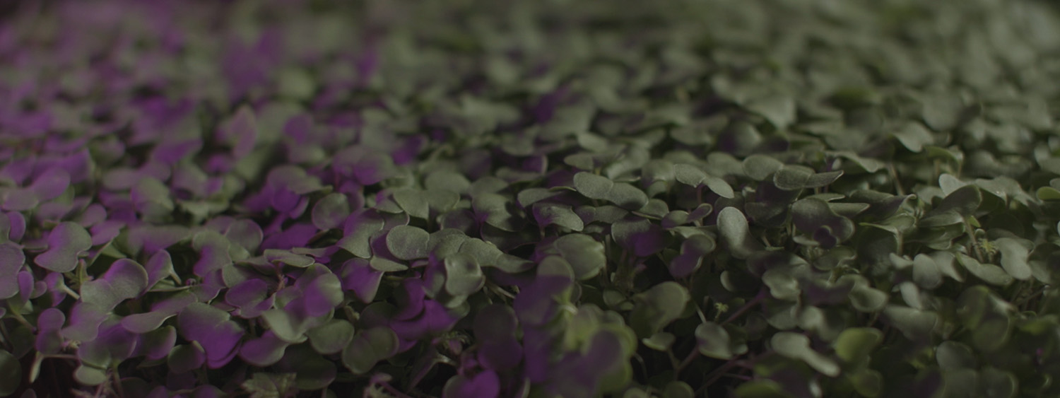 Start A Microgreens Business From Scratch