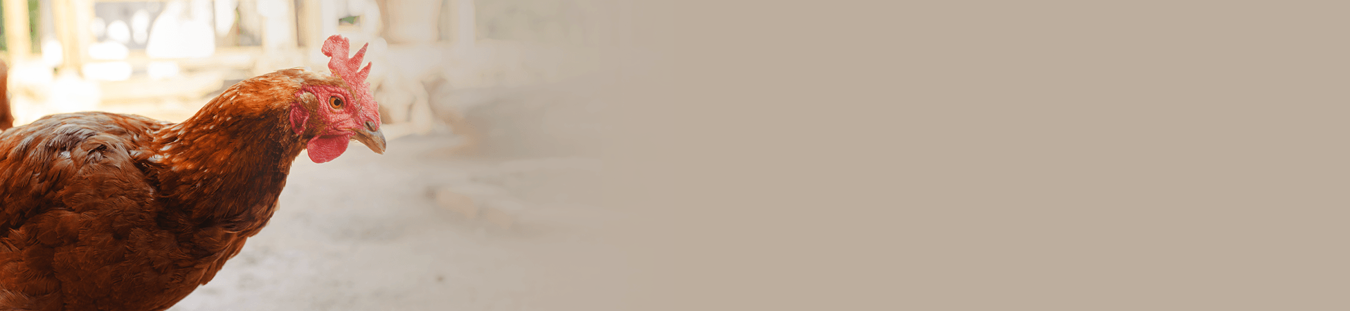 Homestead Pastured Poultry