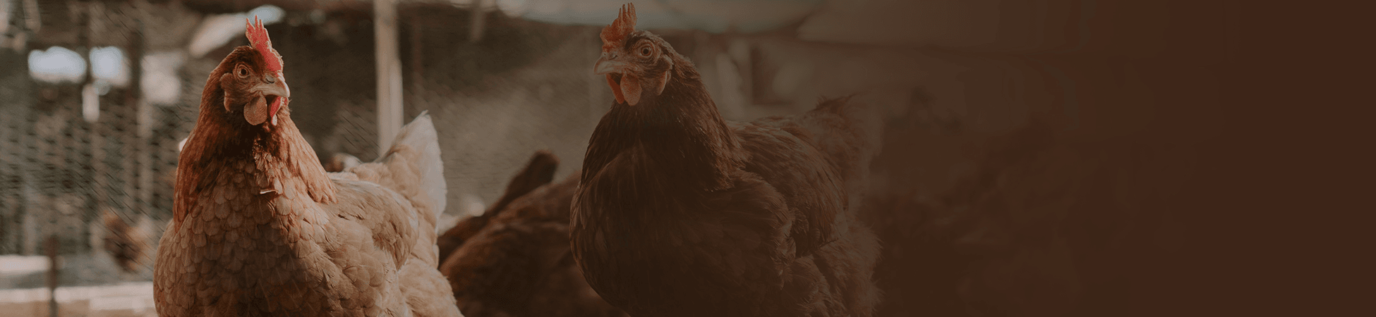 Pastured Poultry Processing