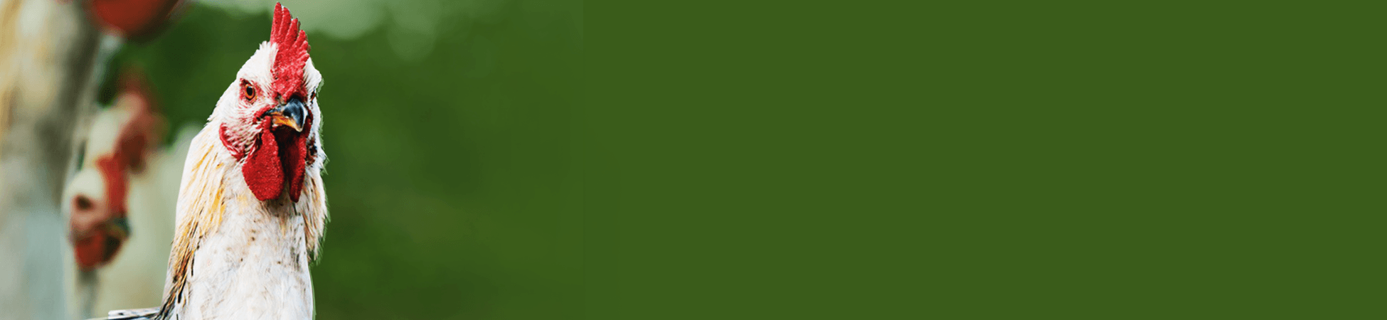 Profitable Pastured Poultry